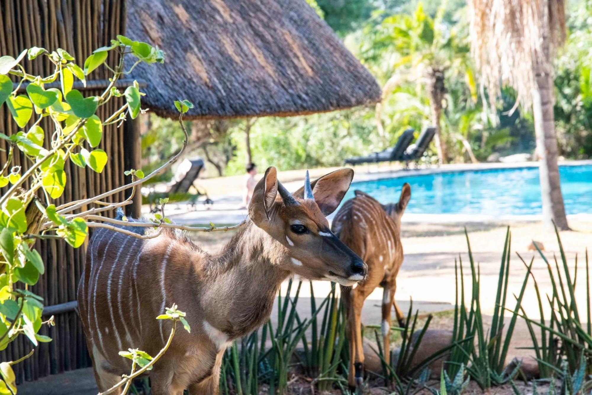 Inyati Game Lodge Sabi Sand Game Reserve Exteriér fotografie