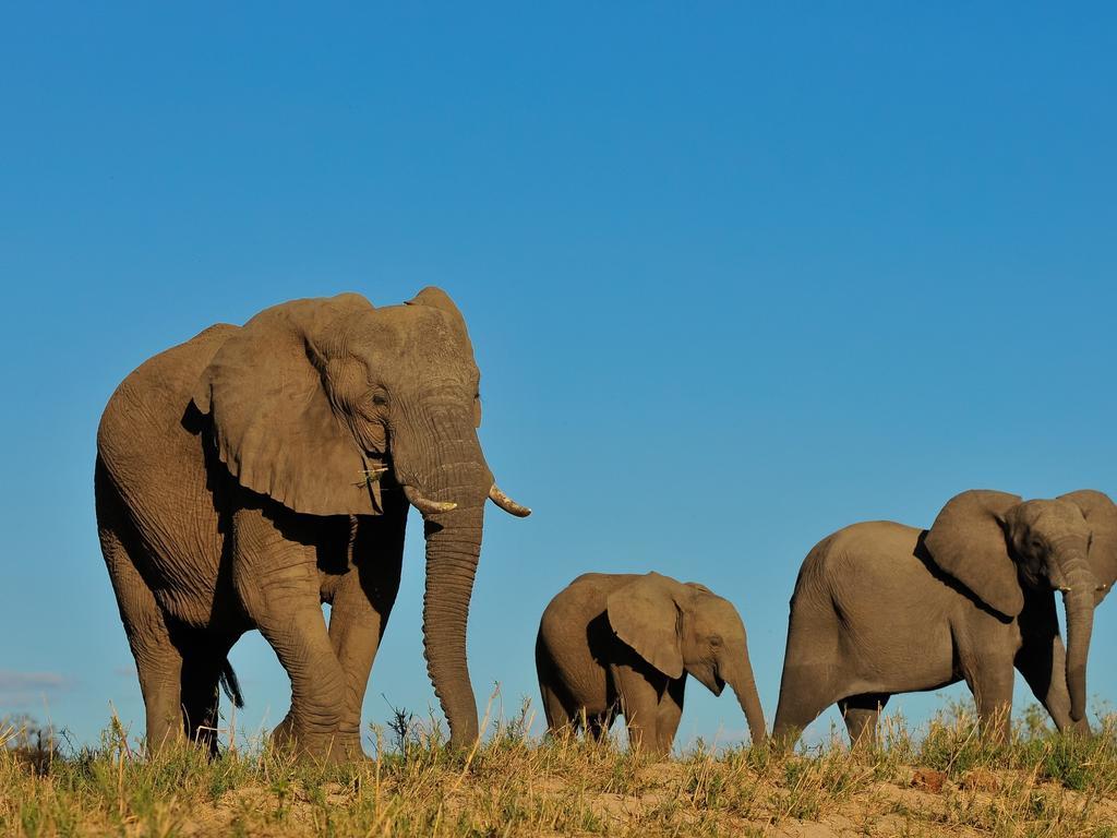 Inyati Game Lodge Sabi Sand Game Reserve Exteriér fotografie